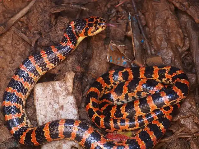 农村最多的几种蛇!你见过哪几种!我见过三种