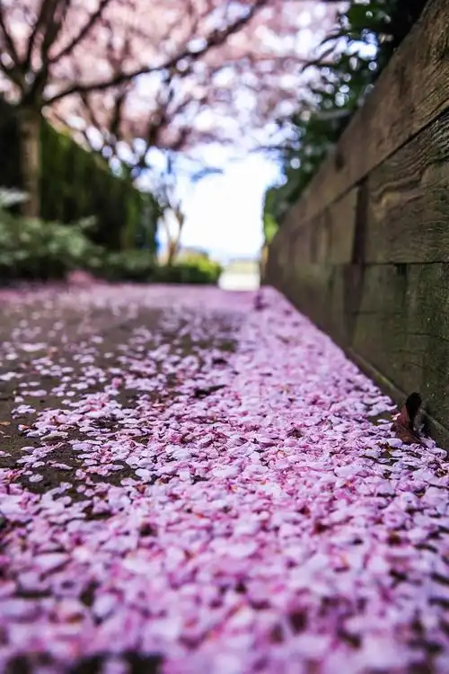 温哥华的春天,风景如画.