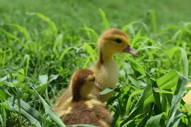 小鸭子