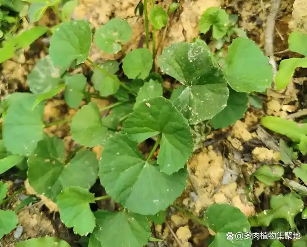 1种"消肿草"过于珍贵,有人把它种在菜地里,想要直接挖,方便