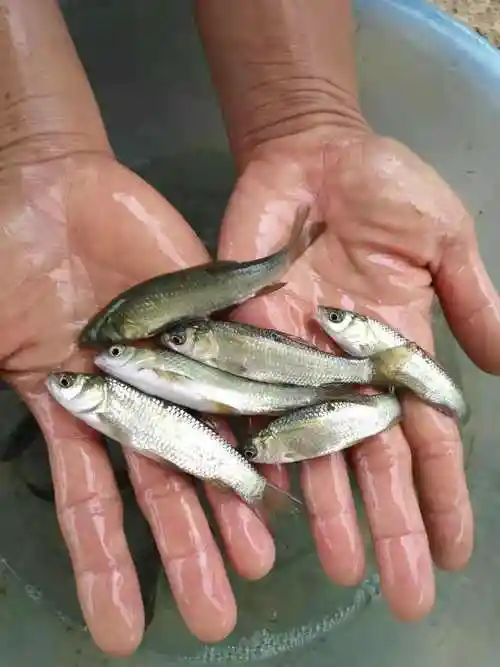 玉溪鱼苗批发 青竹鱼苗批发价格 大量供应青竹鱼苗