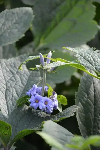 蓝色花儿响叮当