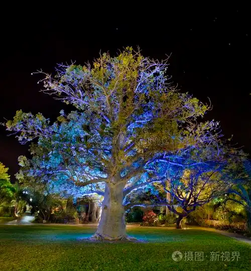 夜间猴面包树
