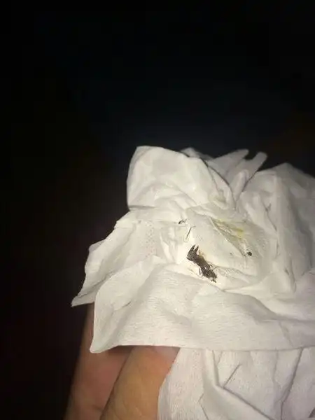 这种是啥虫子跪求,好像给咬了个包,会产卵吗