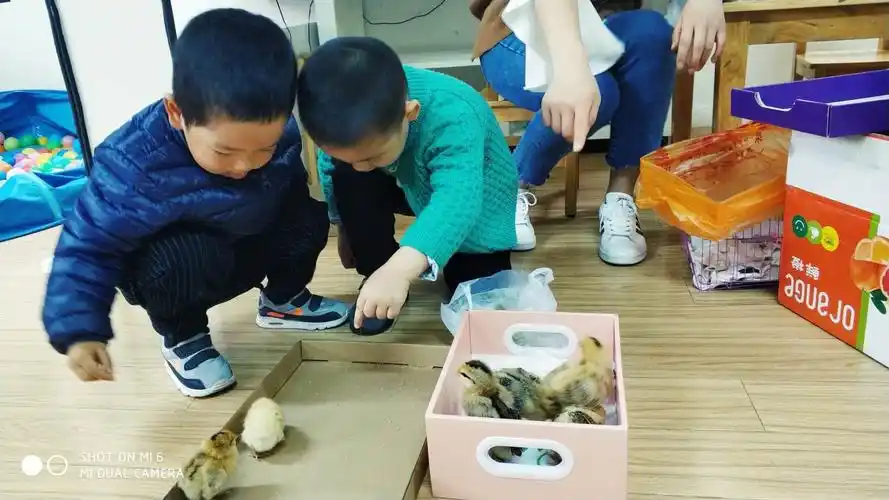 其它 观察模仿小动物之——小鸡 写美篇孩子们有认识的也有不认识的