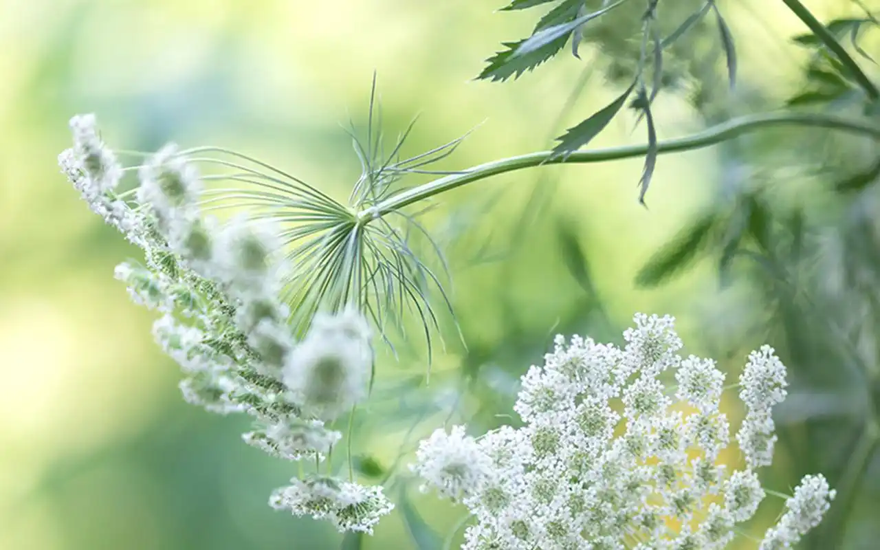 养眼小清新绿色植物高清桌面壁纸