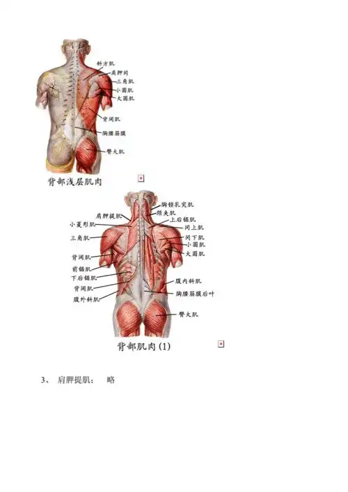 运动上肢各环并节的肌肉doc11页
