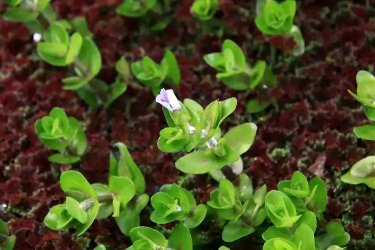 巴戈草车前科假马齿苋属