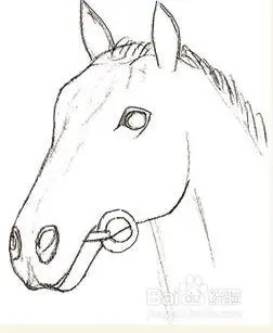 如何画马(头)的面部