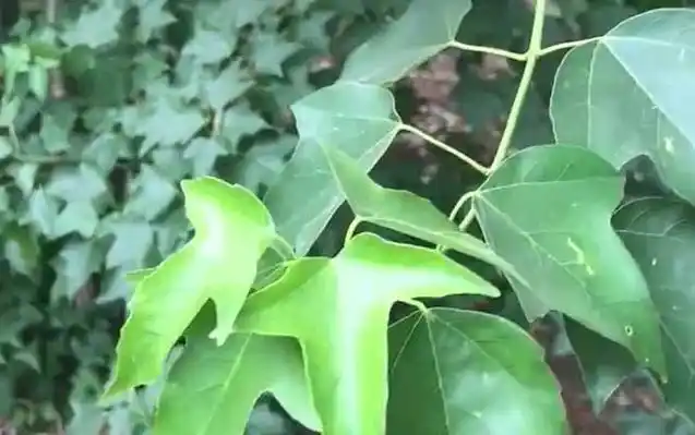 三角枫是什么植物? 三角枫是什么植物图片