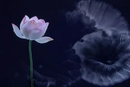 摄影名家石广智为你解密《墨荷》