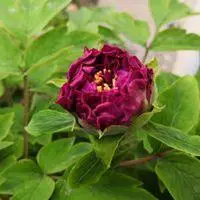 微信头像最美牡丹花含苞欲放【点击鼠标右键下载】