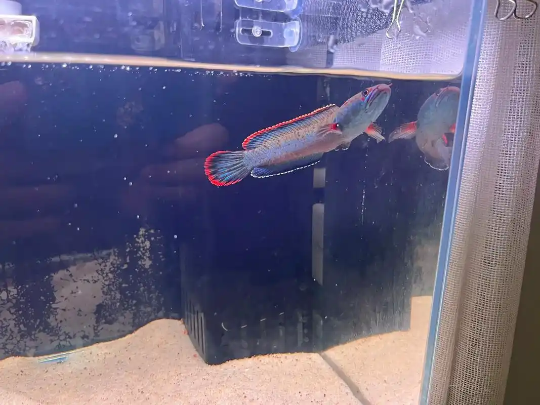 关于雷龙鱼背景纸颜色选择(黑缸还是白缸)之前一直听说白缸更能 - 抖