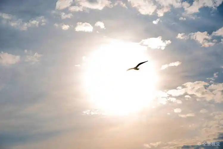 灵性_风景_一个_飞鸟_照片_概念_天空_天使_希望_平和_阳光_海鸥_飞翔
