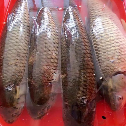 够印淡水鱼草鱼鲩鱼草鲩新鲜野鱼5-20斤整条水库野鱼 5斤装