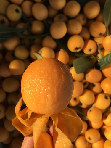 超级大果礼盒盒装四川文宫大五星枇杷新鲜水果枇杷