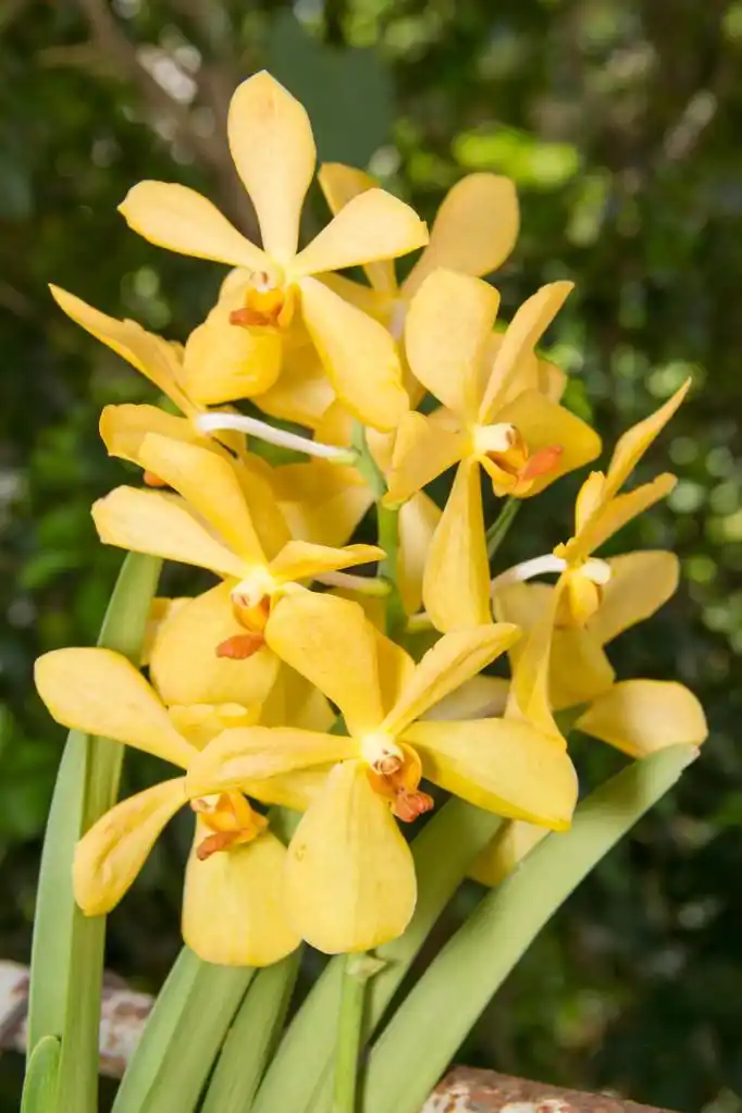 黄兰花,花园里的黄色兰花花