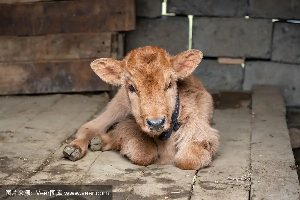 新生动物,小牛,室内地面,农舍,可爱的
