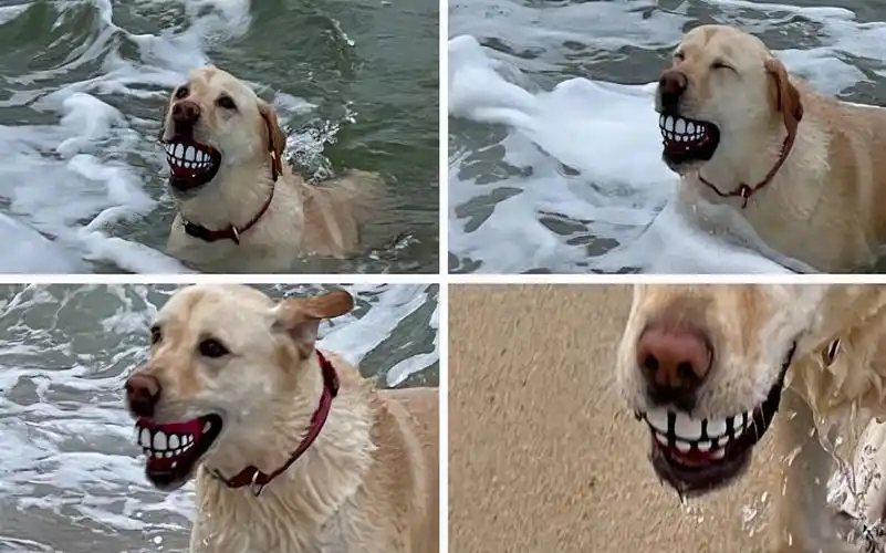 30张罕见图片,夫妻俩拍孕妇照,旁边的马哈哈大笑