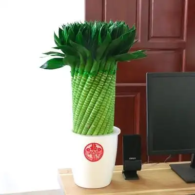 带根富贵竹水植物花卉水养转运客厅室内带根招大型盆栽绿植