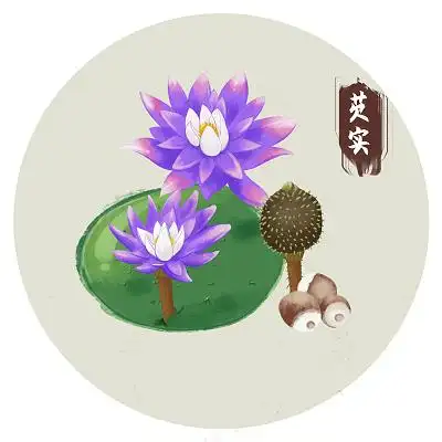 手绘芡实鸡头米中药材元素采药元素