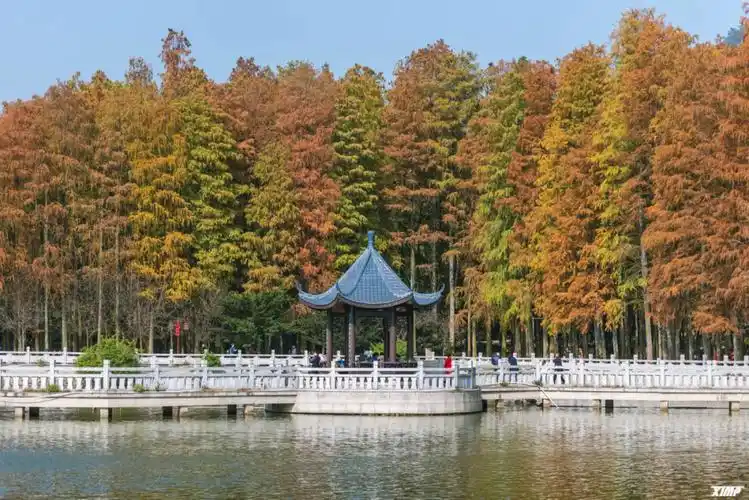 福州森林公园红杉林