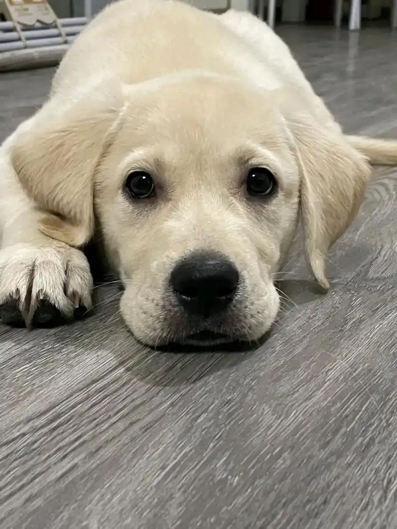 拉布拉多出现这些情况,可能是在向你"求救