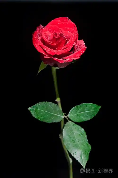 682_1023竖版 竖屏