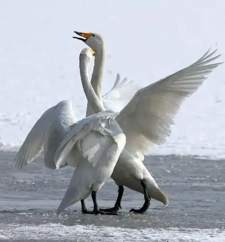 1月29日,两只白天鹅在冰面上嬉戏. 新华社发(薛俊 摄)