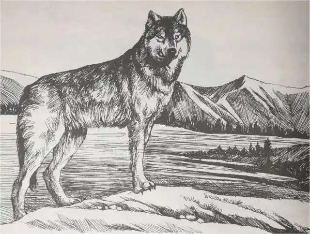 【二中心 61阅读吧】 第19期 |《狼图腾:小狼小狼》