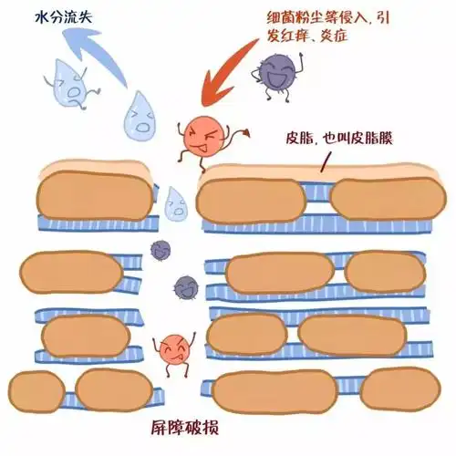而由于水分的大量流失,抵抗力不足,皮肤就容易变得脆弱敏感,因此,干性