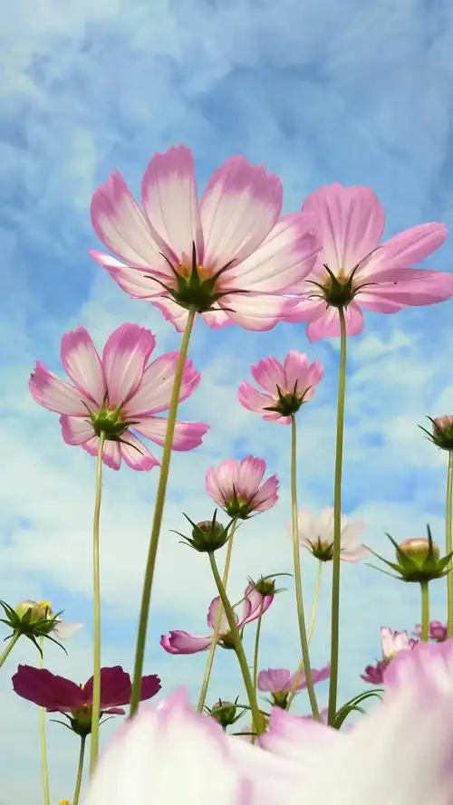 【摄影达人】x9拍摄的格桑花之美