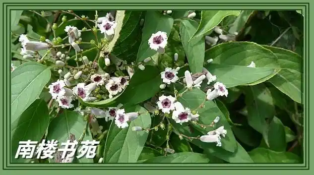 中草药查询_白鸡屎藤