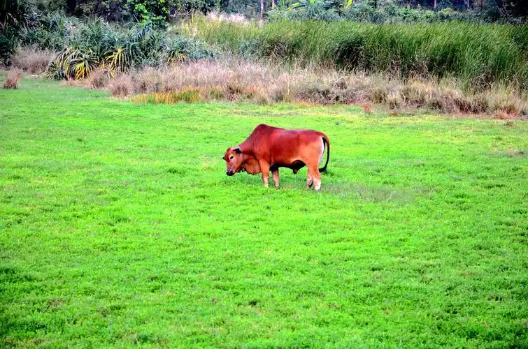 路边田地里的黄牛自由自在的吃着嫩草