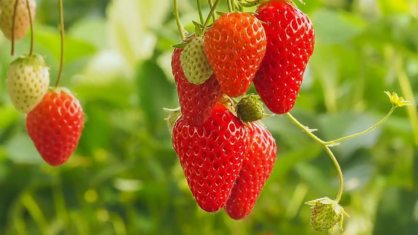 清新草莓图片高清桌面壁纸高清大图预览1920x1080_美食壁纸下载_美桌