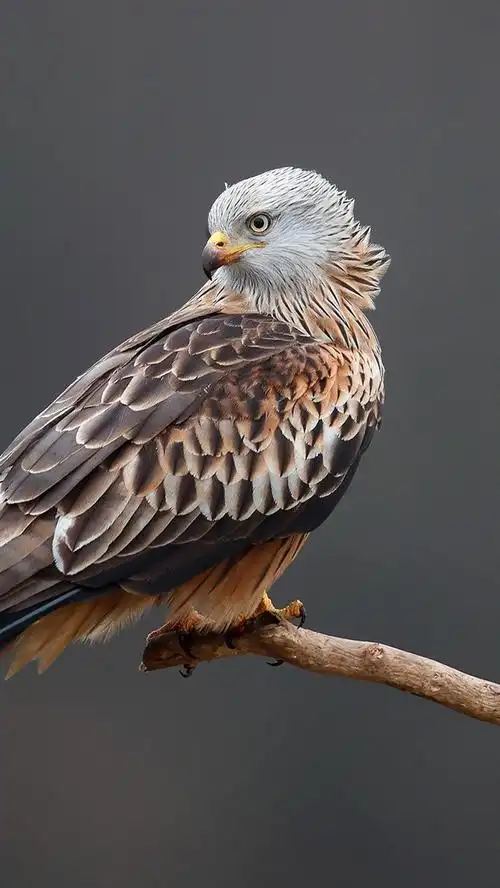 壁纸 老鹰,树枝,灰色背景 1920x1200 hd 高清壁纸, 图片, 照片