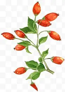 手绘枸杞