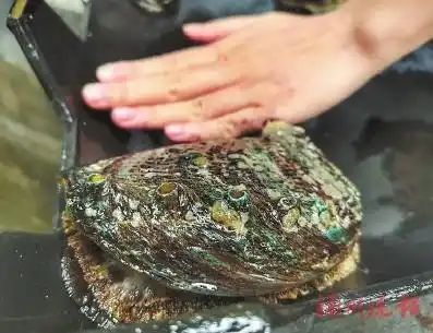 连江育出鲍鱼绿巨人