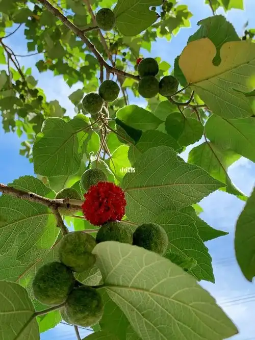 但仔细一看这果子还挺好看,后来有人告诉说这叫构树果,能吃,树皮可以