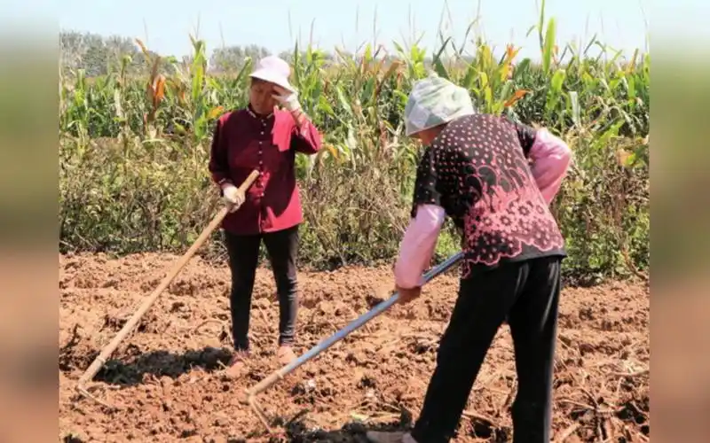 农事号子——嶉咚嶉