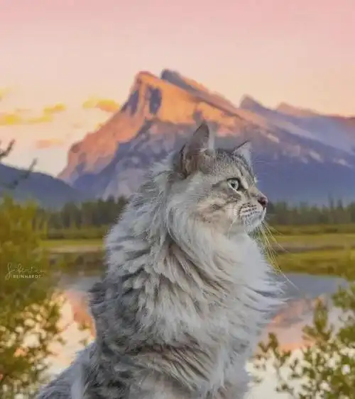 西伯利亚森林猫-l号暖宝宝