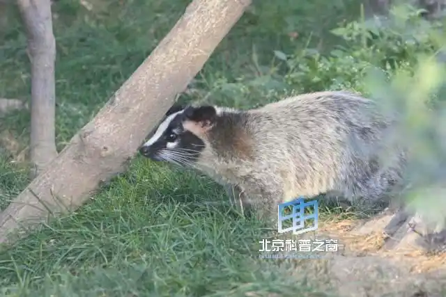 资料中说果子狸也叫叫花面狸,白鼻狗,花面棕榈猫等.