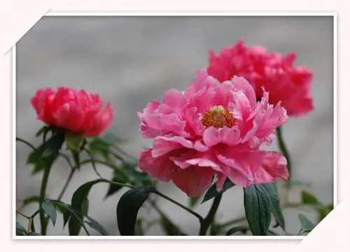 南国牡丹-一样的富贵花