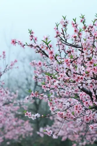 盛开的桃花
