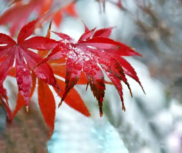 第25期五湖四海摄影群老师作品展