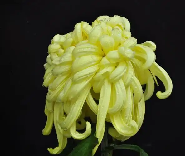 各种颜色的菊花图片 - 第2张