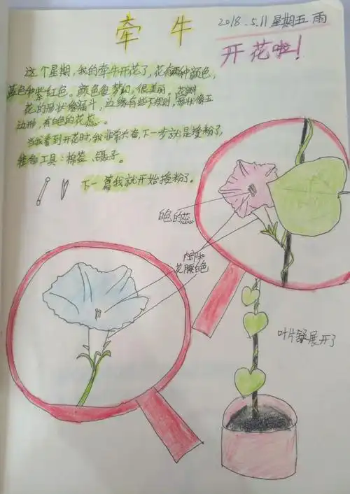 六(3)班牵牛花的成长