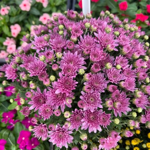 (宠粉福利)150盆  紫色 紫罗兰