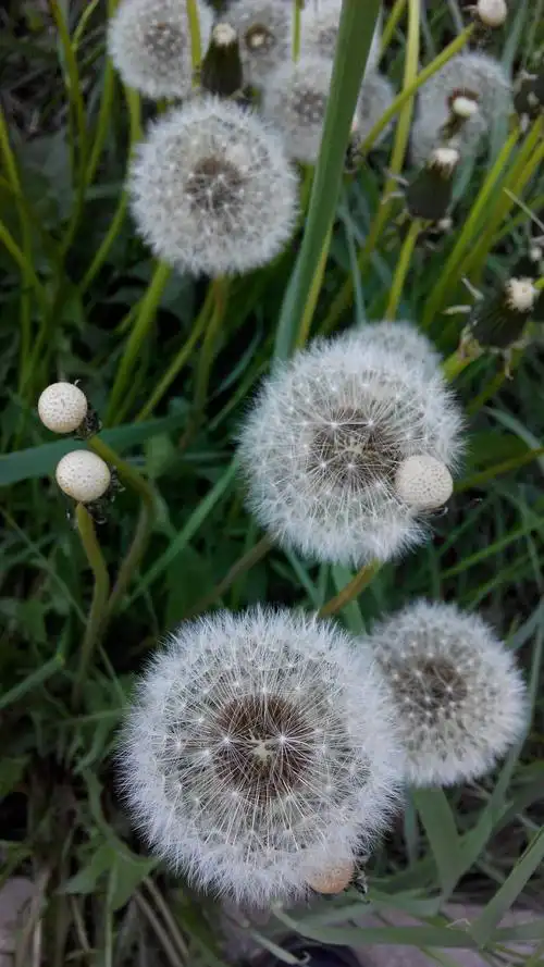 各种植物 - 美篇