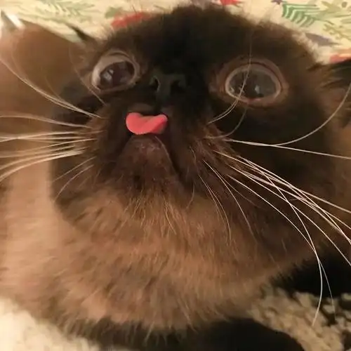 这只猫咪天生舌头超抢镜,在网上走红!粉丝笑翻:它是略略略之王!